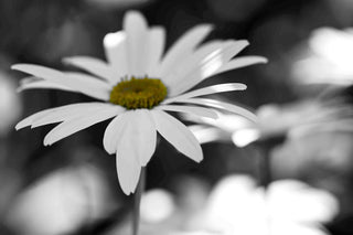 "Sun Speckled Daisy" Painting Print on Canvas