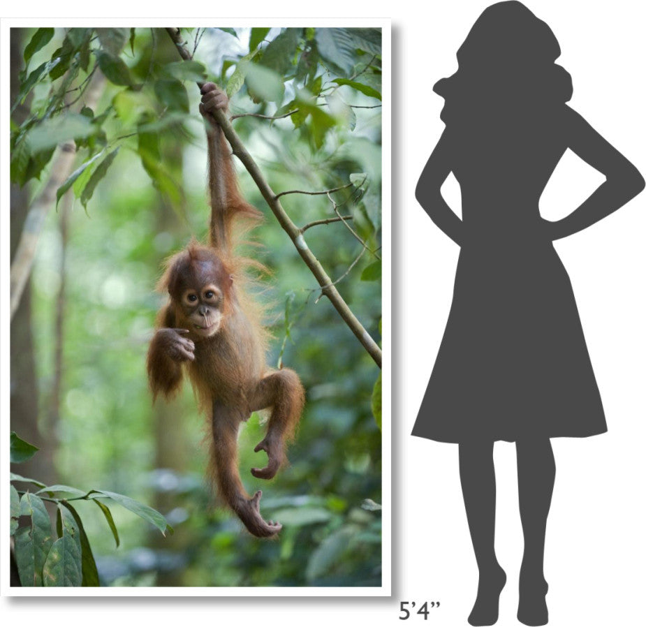 "Sumatran Orangutan baby dangling, north Sumatra" Paper Art, 42"x62"