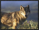"Gray Wolf, North America" Framed Canvas Giclee by Tim Fitzharris, 17x13"