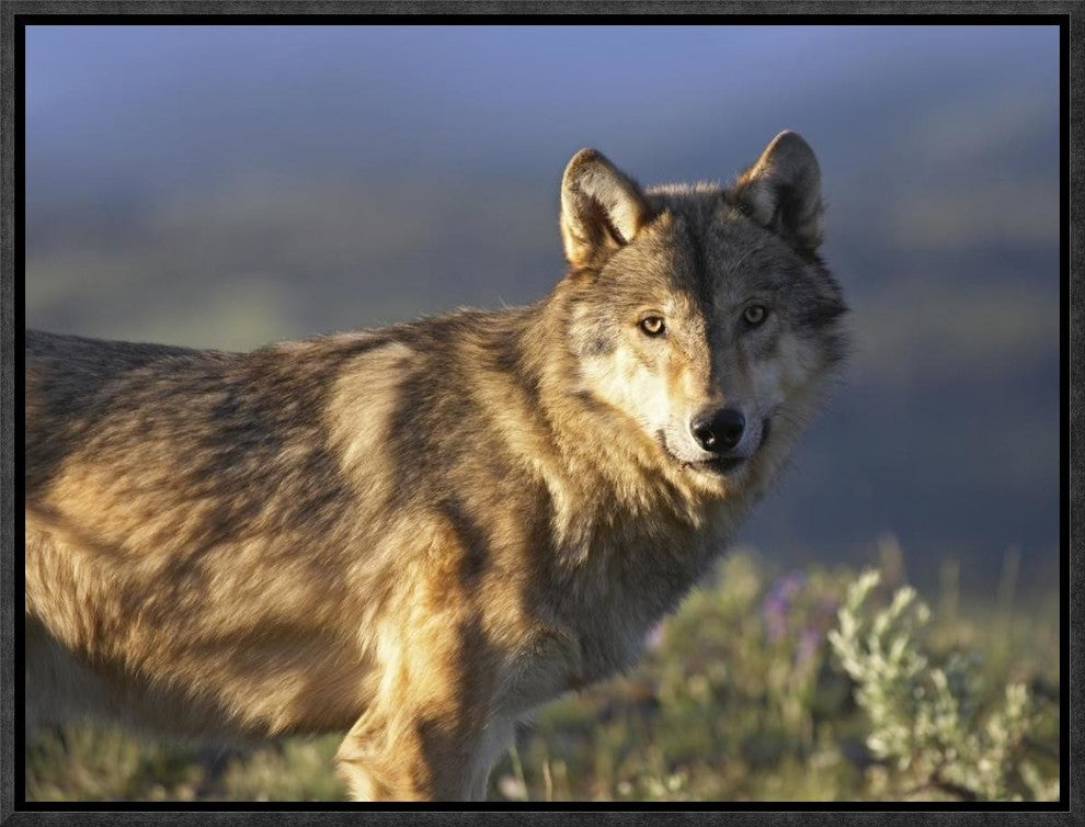 "Gray Wolf, North America" Framed Canvas Giclee by Tim Fitzharris, 17x13"