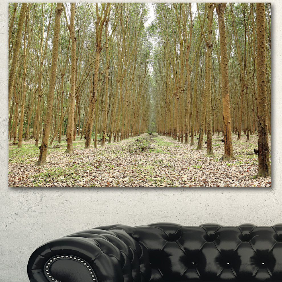 Rubber Trees Row in Thailand, Modern Forest Canvas Art, 40"x30"