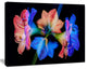 Abstract Blue Red Flower on Black, Extra Large Floral Wall Art, 60"x28"