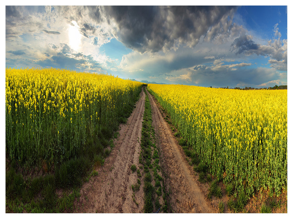 Sunset over Canola Panorama, Landscape Canvas Art Print, 40"x30"