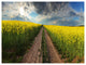 Sunset over Canola Panorama, Landscape Canvas Art Print, 40"x30"