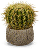Peruvian Cactus in Clay Pot