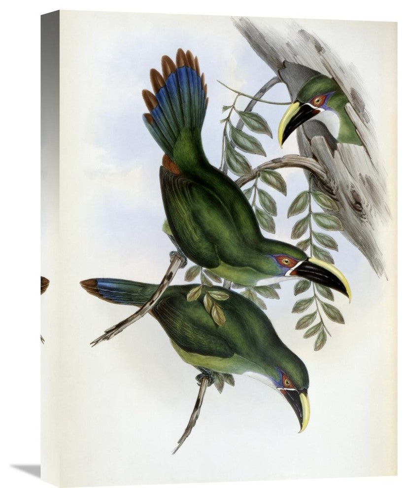 "White-Banded Groove-Bill (Toucan)" Artwork, 16"x22"