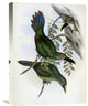 "White-Banded Groove-Bill (Toucan)" Artwork, 16"x22"