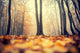 36x24 Misty Forest V, Unframed Artwork