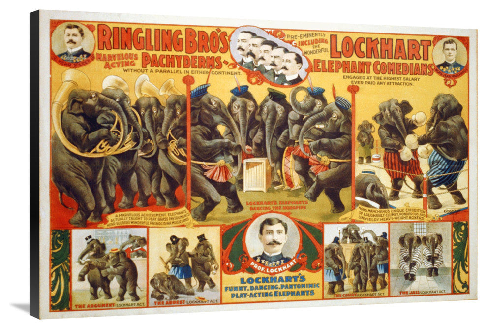 Ringling Bro's, Lockhart Elephant Comedians, 1899, 40x27