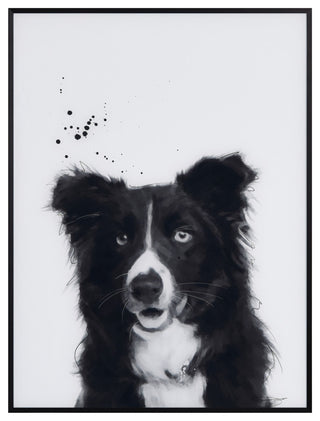 "Border Collie" Black and White Pet Art on Printed Glass with Anodized Frame