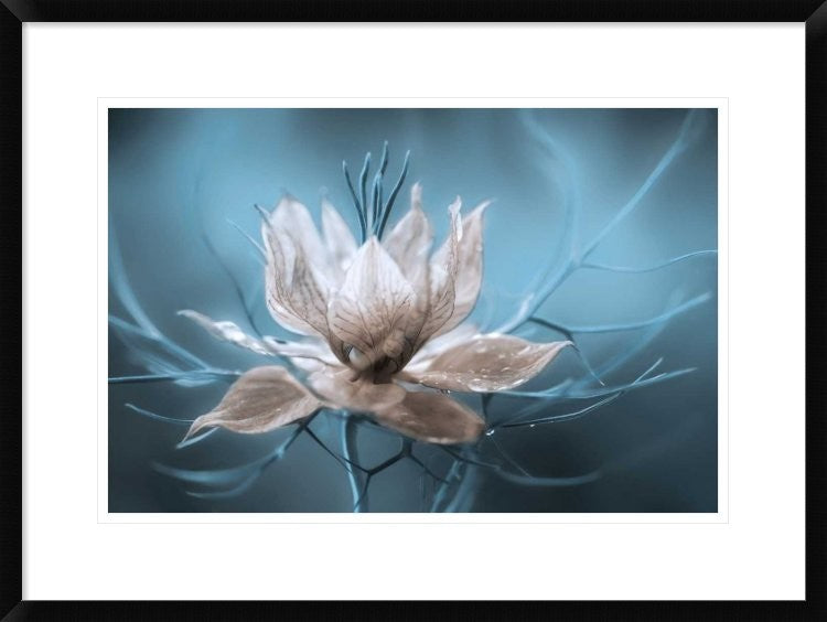 "Nigella" Framed Digital Print by Mandy Disher, 30x22"