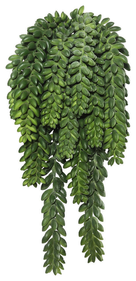 13" Donkey'S Tail Bush X 14 W/1311 Bean