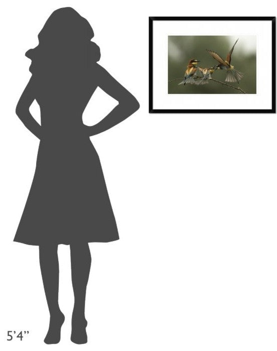 "The Fight For The Female" Framed Digital Print by Alberto Carati, 26"x20"