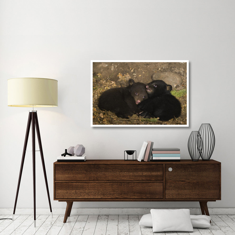 "Black Bear cubs playing in den" Paper Art, 50"x34"