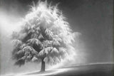"Enlightened Tree" Painting Print on Canvas