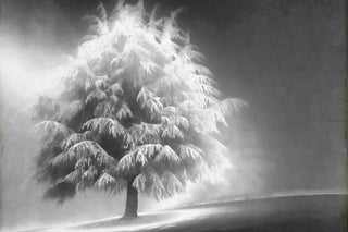 "Enlightened Tree" Painting Print on Canvas