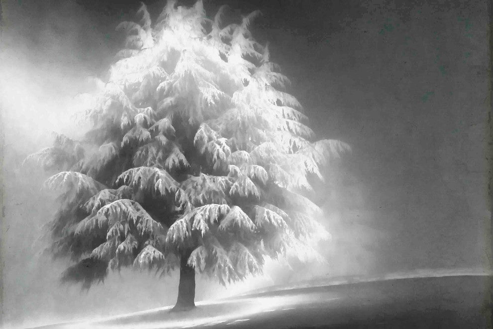 "Enlightened Tree" Painting Print on Canvas