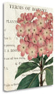 "Bicolor Phlox Botany" By Sue Schlabach, Giclee Print on Gallery Wrap Canvas