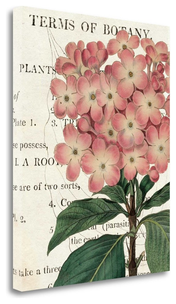 "Bicolor Phlox Botany" By Sue Schlabach, Giclee Print on Gallery Wrap Canvas