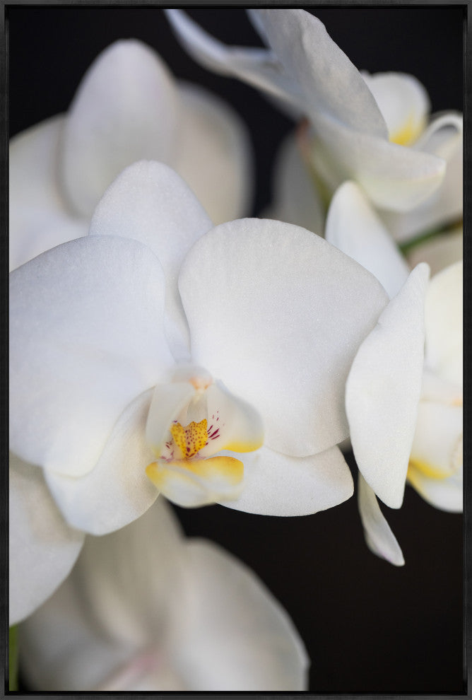 36x54 Orchidaceae Series Naples Yellow IV, Framed Artwork, Black