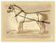 "Saddles and Tack: Fine Double Barouche Harness" Paper Print, 34"x26"