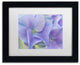 Cora Niele 'Blue Hortensia' Matted Framed Art