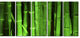 Green Bamboo Forest, Floral Canvas Art Print, 60"x28", 5 Panels