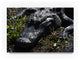 "Alligator Portrait" by Robert Michaud, Canvas Art