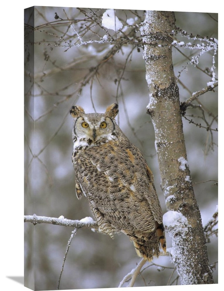 "Great Horned Owl In A Snow-Covered Tree, British Columbia, Canada" Artwork
