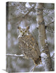"Great Horned Owl In A Snow-Covered Tree, British Columbia, Canada" Artwork