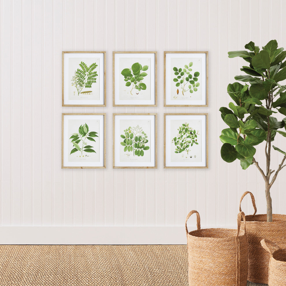 Tree Leaf Study