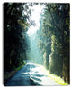 Road in the Jungle At Sunset, Landscape Canvas Art Print, 12"x20"