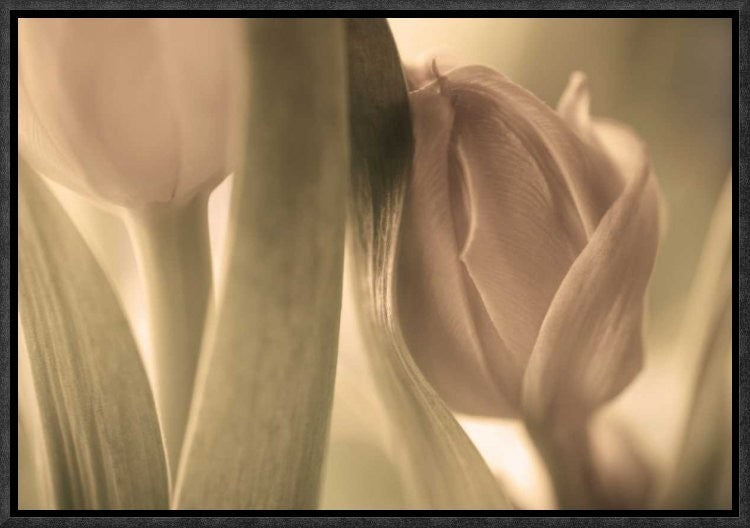 "Tulips" Framed Canvas Giclee by Allan Wallberg, 17x12"