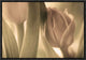 "Tulips" Framed Canvas Giclee by Allan Wallberg, 17x12"