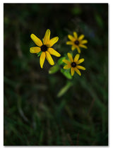 Kurt Shaffer 'Brown-Eyed Susan' Canvas Art, 24"x18"