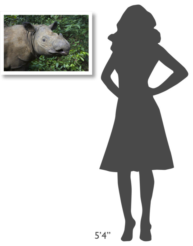 "Sumatran Rhinoceros, Sumatran Rhino Sanctuary, Way Kambas" Paper Art, 26"x18"
