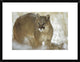 "Mountain Lion portrait in winter, Montana"  by Tim Fitzharris, 26x20"