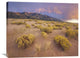 "Sagewort On Sand Dune, Great Sand Dunes National Monument, Colorado" Artwork