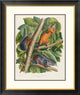 "Red-Bellied Squirrel" Framed Digital Print by John James Audubon, 27x32"