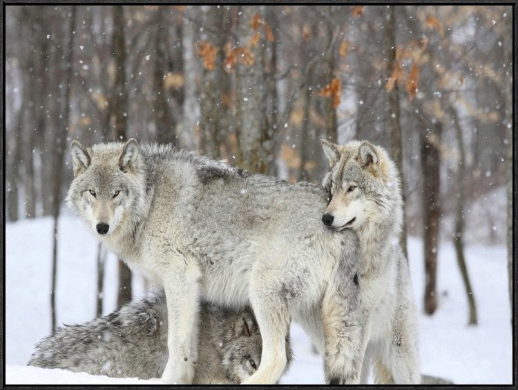 "Grey wolves huddle together during a snowstorm, Quebec"  by Anonymous, 41x31"