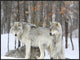 "Grey wolves huddle together during a snowstorm, Quebec"  by Anonymous, 41x31"