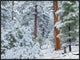Ponderosa Pine Forest In Snow, Grand Canyon National Park, Arizona, 32"x24"