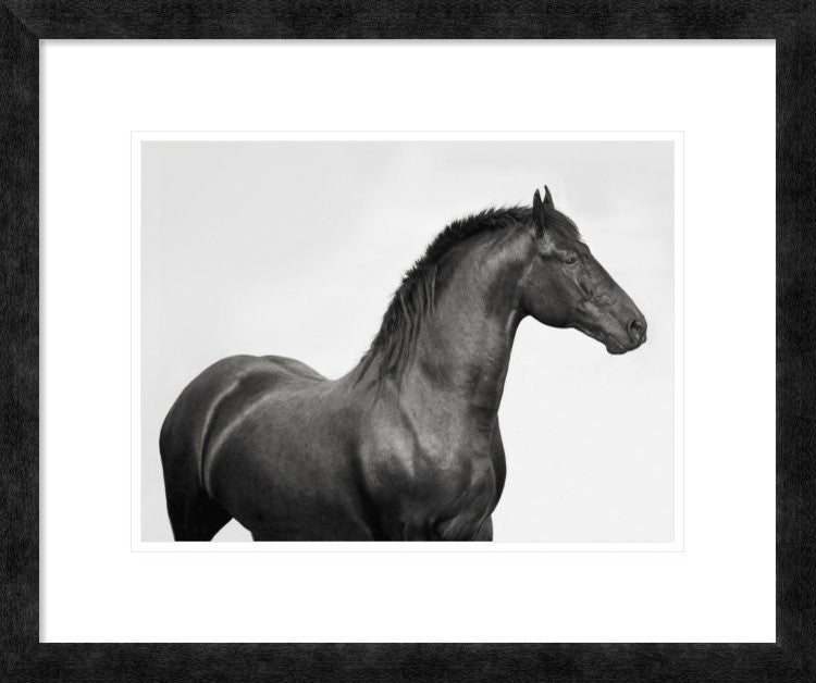 "King Mamba, Stallion" Framed Digital Print by Pangea Images, 24x20"