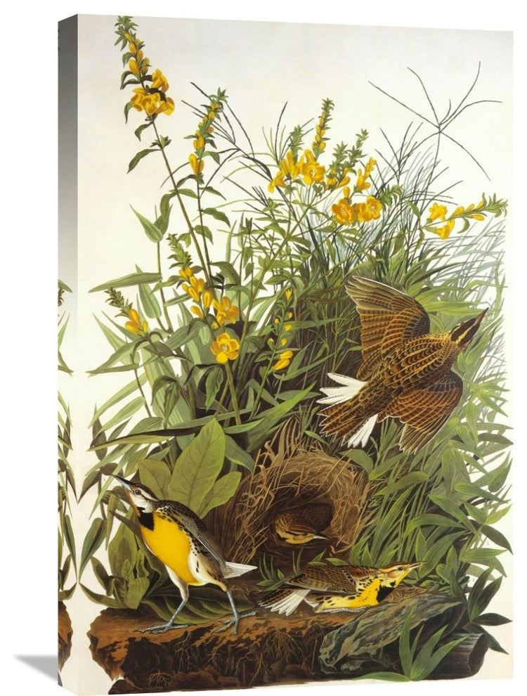 "Meadow Lark" Artwork, 20" x 30"