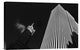 "Spotlight On!" Stretched Canvas Giclee by Hans-Wolfgang Hawerkamp, 18x12"