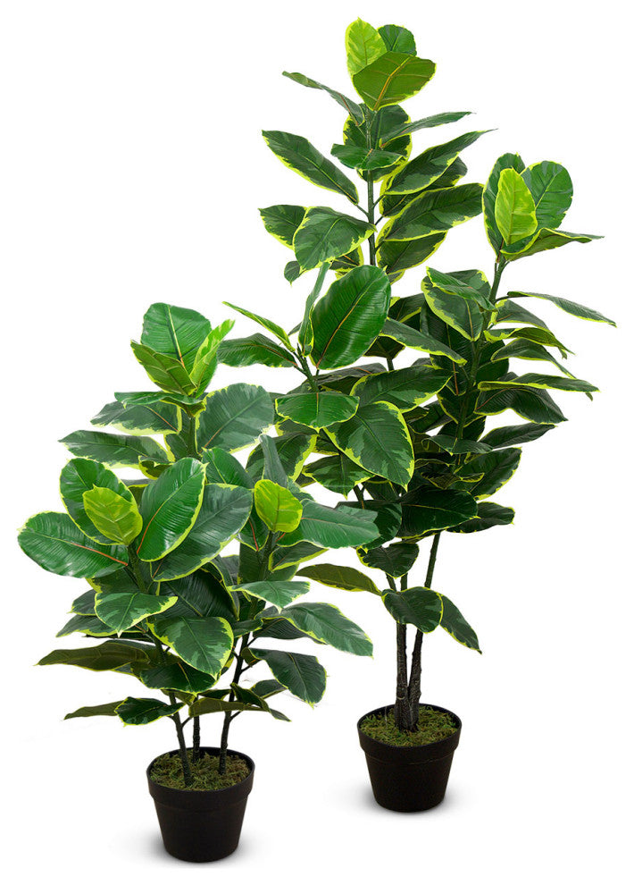 Faux Botanical Ficus Elastica in Green Finish 35 Inch Height