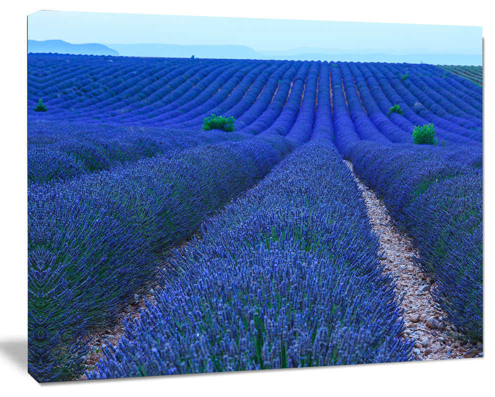 Lavender Field Sunset Near Valensole, Floral Canvas Art Print, 60"x28"