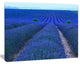 Lavender Field Sunset Near Valensole, Floral Canvas Art Print, 60"x28"