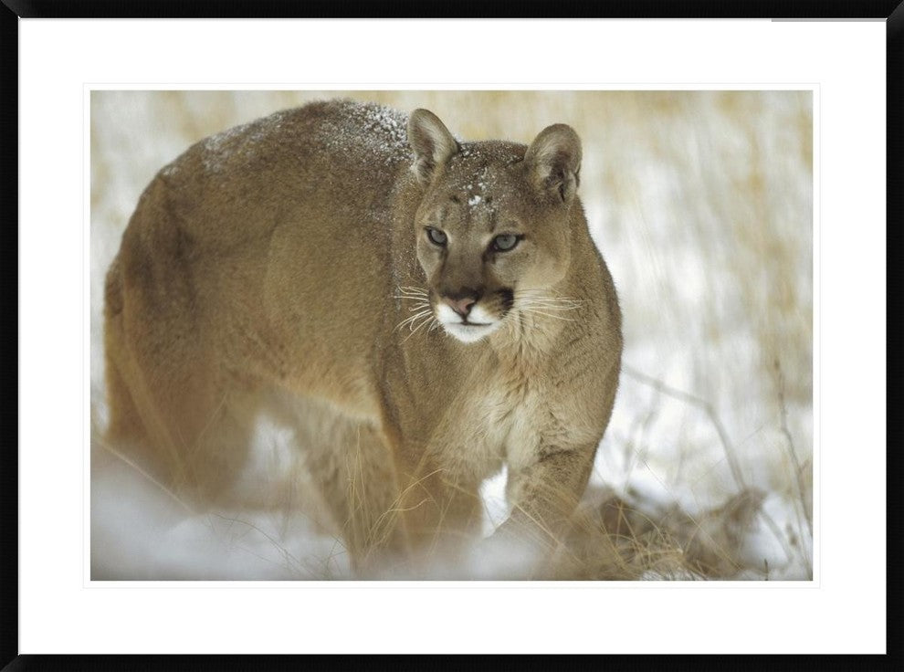 "Mountain Lion portrait in winter, Montana"  by Tim Fitzharris, 38x28"