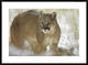 "Mountain Lion portrait in winter, Montana"  by Tim Fitzharris, 38x28"
